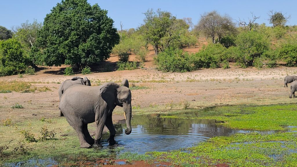 4 Day Vic Falls - Chobe Trip