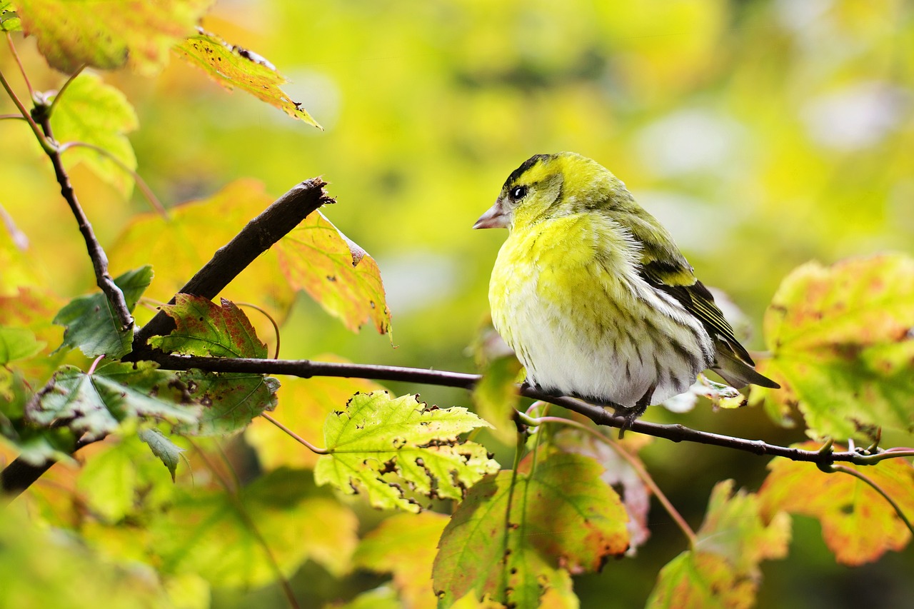 Bird watching