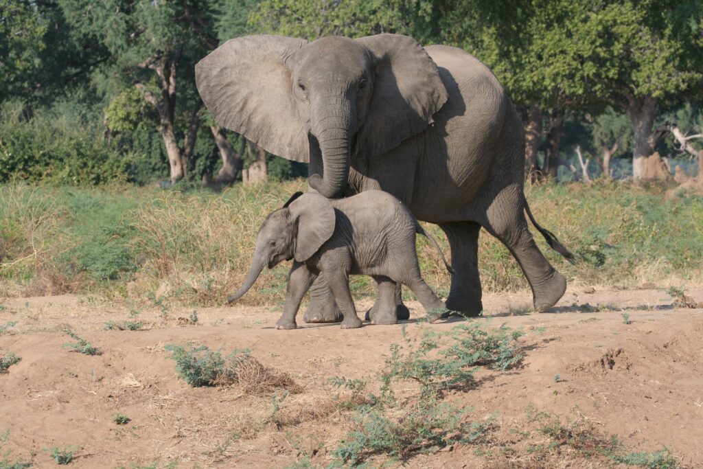 Hwange Transfers