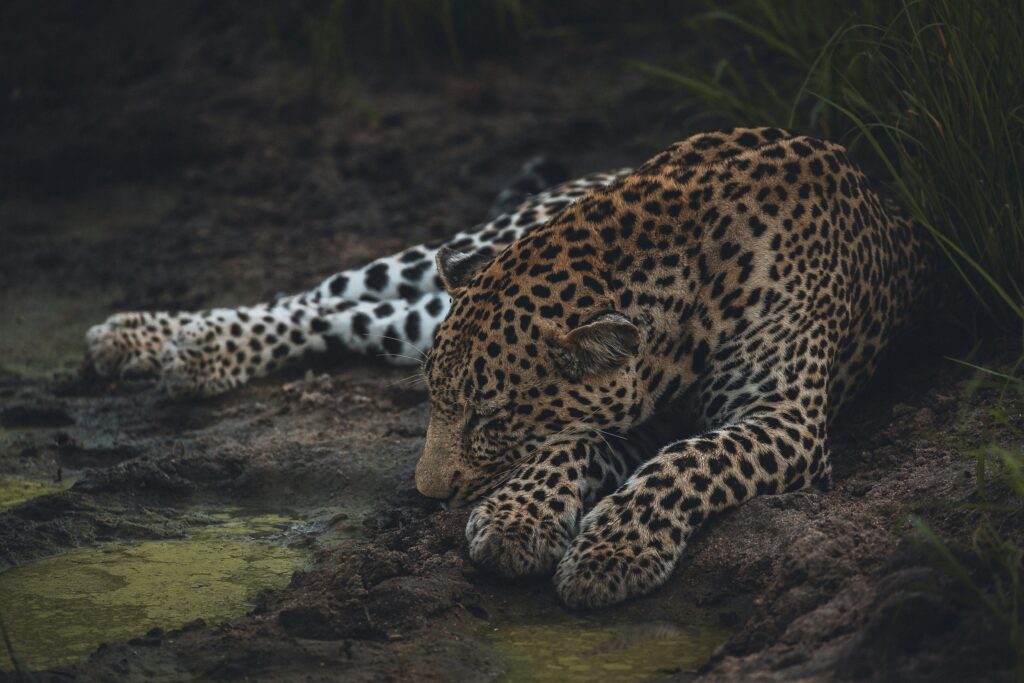 8 Days Zimbabwe, Botswana Tour