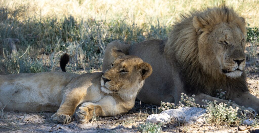 Hwange National Park Day Trip